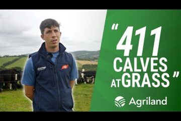 ABP Demo Farm Manager talks all things dairy calf to Beef