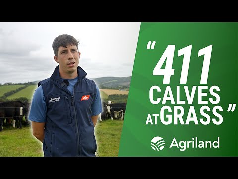 ABP Demo Farm Manager talks all things dairy calf to Beef