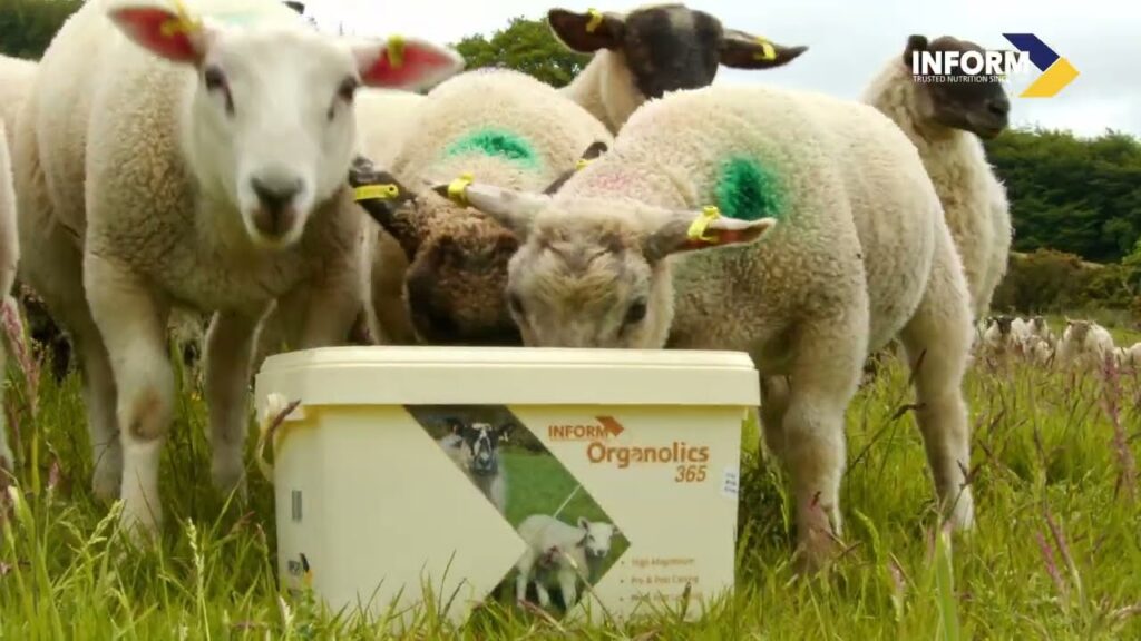 Ireland’s first fully Certified Organic Mineral Bucket Lick Range Launched