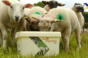 Ireland’s first fully Certified Organic Mineral Bucket Lick Range Launched