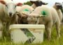 Ireland’s first fully Certified Organic Mineral Bucket Lick Range Launched