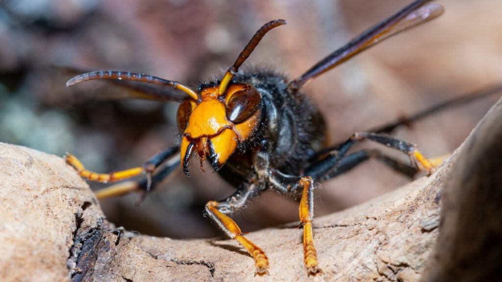 Wildlife experts fear Asian hornet ‘piggybacked’ to Ireland on ferry from Continent