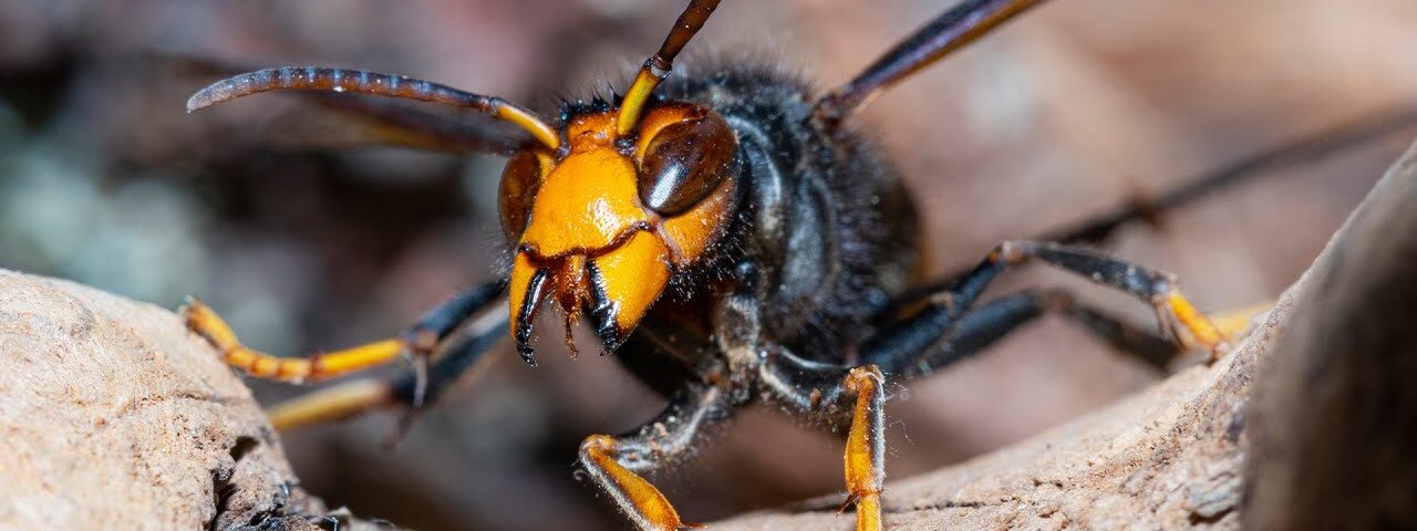 Wildlife experts fear Asian hornet ‘piggybacked’ to Ireland on ferry from Continent