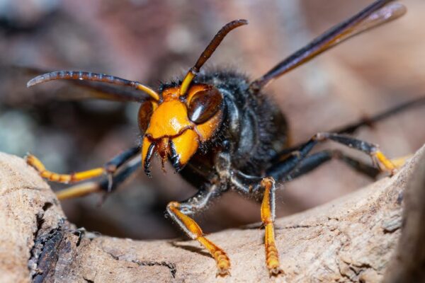 Wildlife experts fear Asian hornet ‘piggybacked’ to Ireland on ferry from Continent