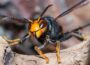 Wildlife experts fear Asian hornet ‘piggybacked’ to Ireland on ferry from Continent
