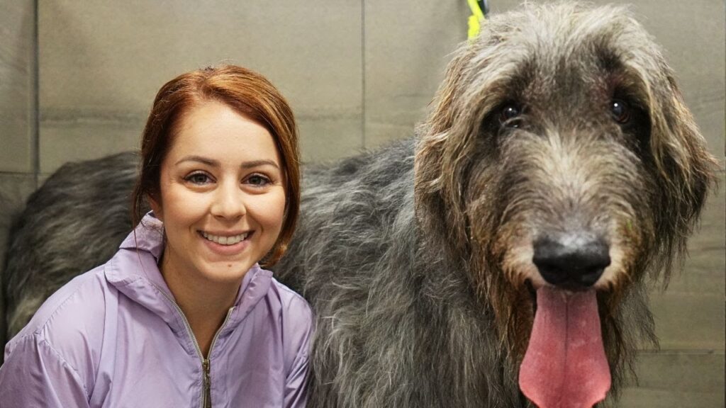 There’s a reason they call them WOLFhounds