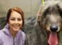 There’s a reason they call them WOLFhounds