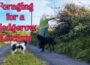 Foraging for a Hedgerow Ketchup