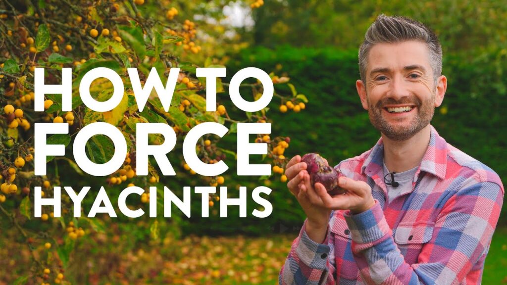 How to Force Hyacinths | Your Ultimate Quick & Easy Guide How to Force Hyacinths | Your Ultimate Quick & Easy Guide