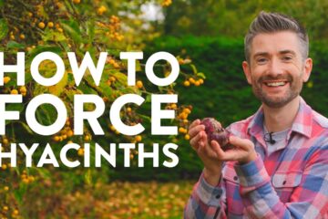 How to Force Hyacinths | Your Ultimate Quick & Easy Guide