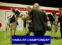 AXA National Dairy Show 2025 – Day One