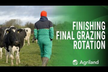Finishing out the grazing rotation with an award-winning herd in Co. Tipperary