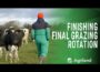 Finishing out the grazing rotation with an award-winning herd in Co. Tipperary