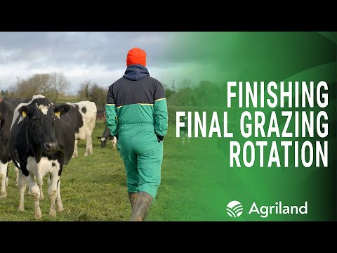 Finishing out the grazing rotation with an award-winning herd in Co. Tipperary
