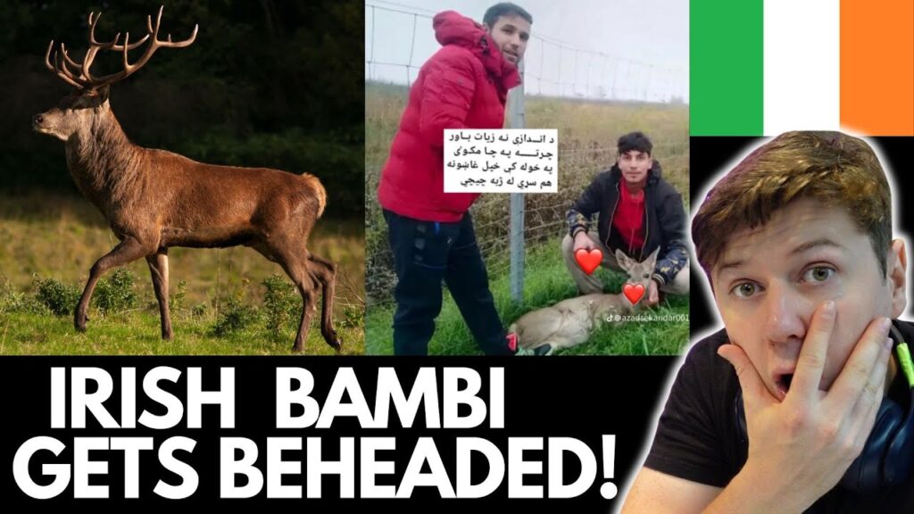 Irish Stag “BAMBI” BEHEADED By Unknowns In Dublin