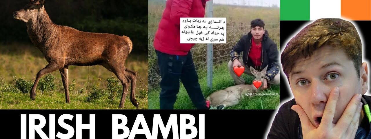 Irish Stag “BAMBI” BEHEADED By Unknowns In Dublin