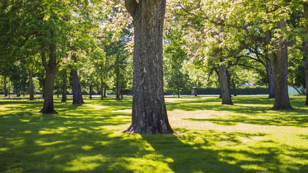 ‘Concerning’: Plans to change name of Irish park halted