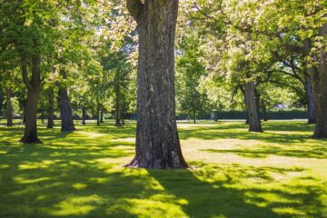 ‘Concerning’: Plans to change name of Irish park halted